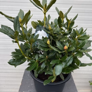 Rhododendron 'Chunningham's white'