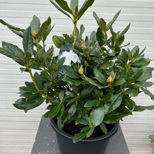 Rhododendron 'Chunningham's white'