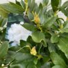 Rhododendron 'Chunningham's white'