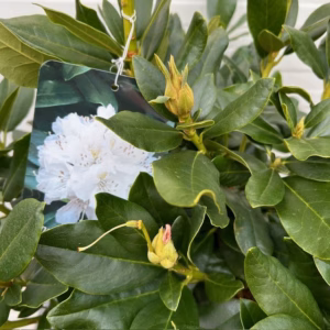 Rhododendron 'Chunningham's white'