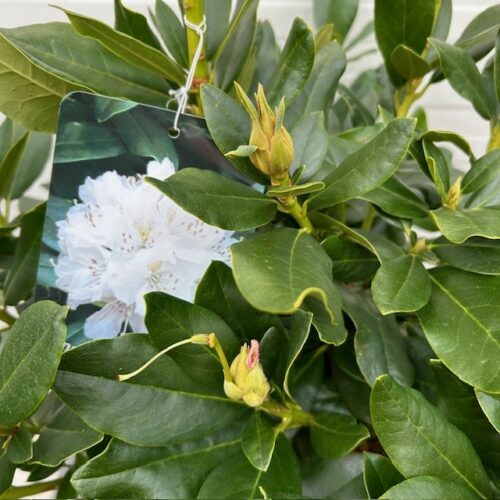 Rhododendron 'Chunningham's white'
