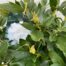 Rhododendron 'Chunningham's white'