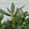 Rhododendron 'Chunningham's white'