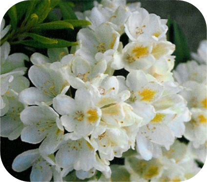 Rhododendron Chunningham's white