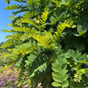 Robinia ps. 'Umbraculifera' (Bolacacia) op stam