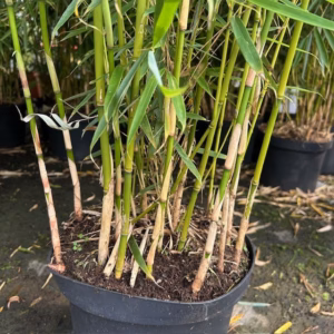 Bamboe Fargesia robusta Campbell 160 - 175 cm