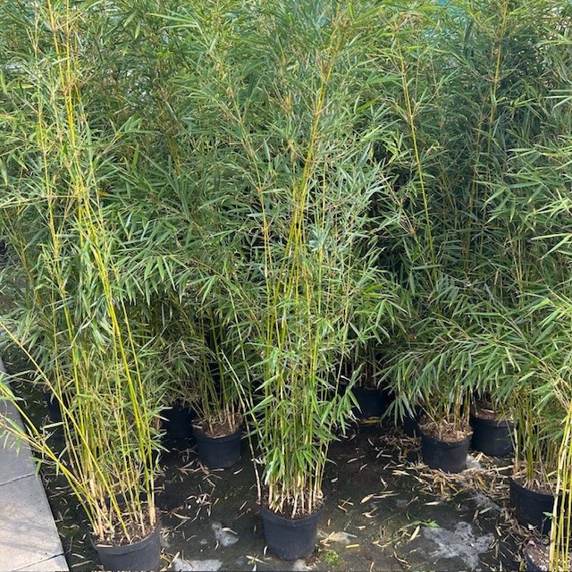 Bamboe Fargesia robusta Campbell 160 - 175 cm
