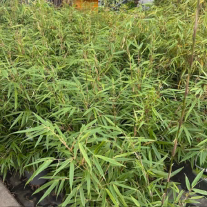 Bamboe Fargesia Rufa 65 cm