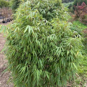 Bamboe Fargesia Rufa
