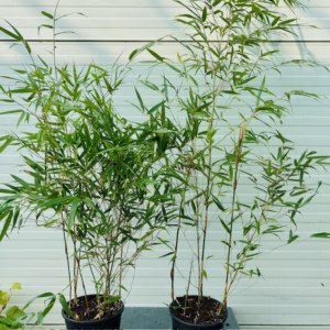 Bamboe Fargesia Rufa 50 - 55 cm