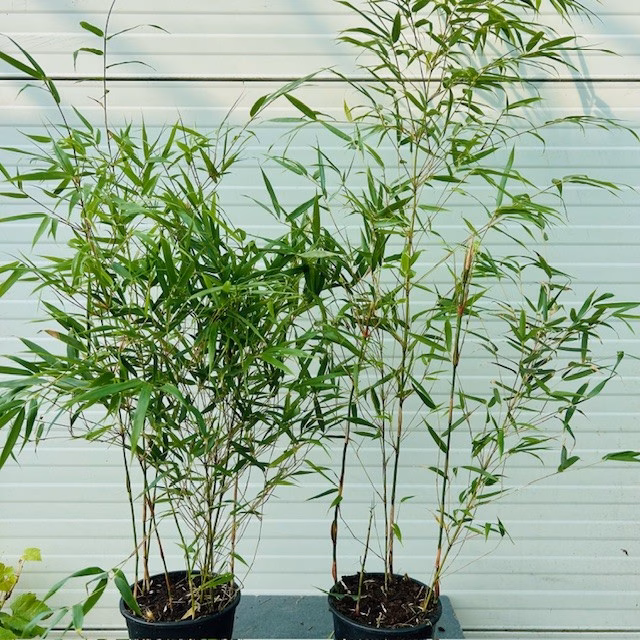 Bamboe Fargesia Rufa 50 - 55 cm