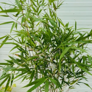 Bamboe Fargesia Rufa 50 - 55 cm