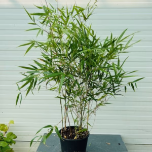 Bamboe Fargesia Rufa 50 - 55 cm