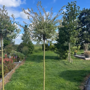 Salix integra Hakuro-nishiki (Bonte wilg), 180 cm stamhoogte
