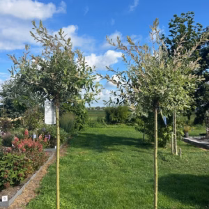 Salix integra Hakuro-nishiki (Bonte wilg), 180 cm stamhoogte
