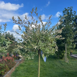 Salix integra Hakuro-nishiki (Bonte wilg), 180 cm stamhoogte
