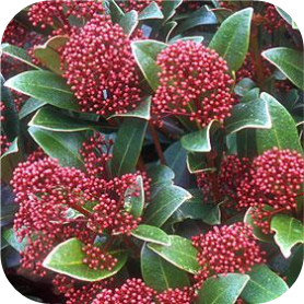 Skimmia j. Rubella