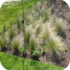 Stipa Tenuissima 'Ponytails'