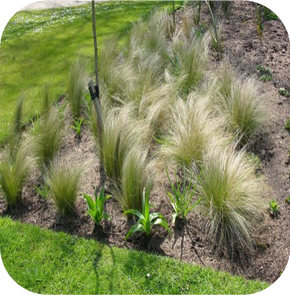 Stipa Tenuissima 'Ponytails'