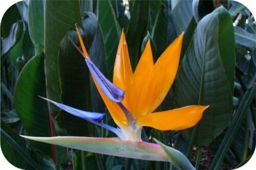 Paradijsvogelplant of Strelitzia