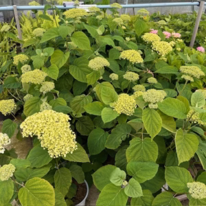 Hydrangea Annabelle STRONG (Hortensia)
