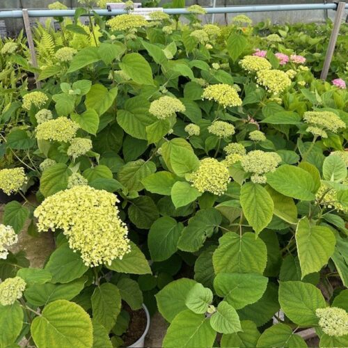 Hydrangea Annabelle STRONG (Hortensia)