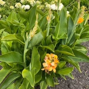 Canna Tenerife