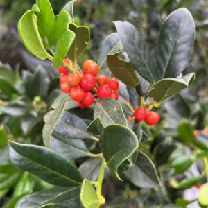 Ilex aquifolium J.C. van Tol (Hulst) 80 cm