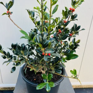 Ilex aquifolium J.C. van Tol (Hulst)