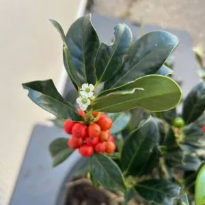 Ilex aquifolium J.C. van Tol (Hulst)