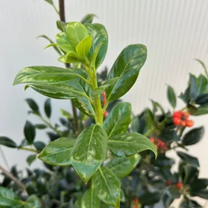 Ilex aquifolium J.C. van Tol (Hulst)