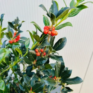 Ilex aquifolium J.C. van Tol (Hulst)