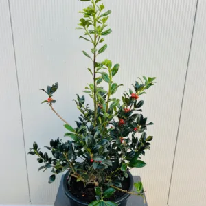 Ilex aquifolium J.C. van Tol (Hulst)