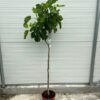 Ficus carica, (Vijgenboom) op stam