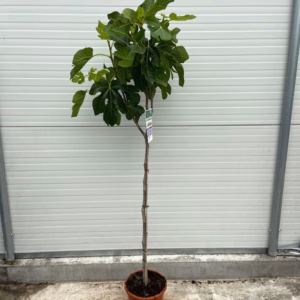 Ficus carica, (Vijgenboom) op stam