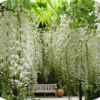 Wisteria alba (Blauwe regen)