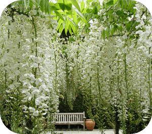 Wisteria alba (Blauwe regen)
