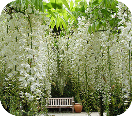 Wisteria alba (Blauwe regen)