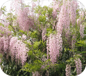 Wisteria Floribunda Rosea (Blauwe regen)