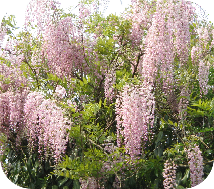 Wisteria Floribunda Rosea (Blauwe regen)