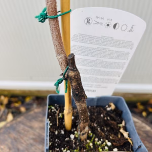 Wisteria alba (Witte regen)