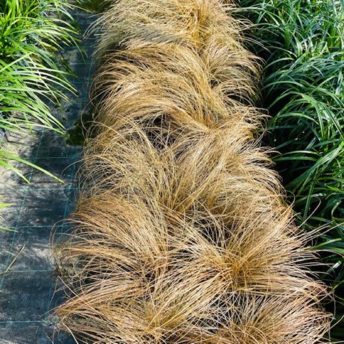 Carex comans 'Bronze form' (Zegge)