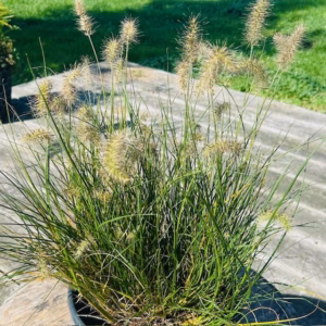 Pennisetum Little Bunny (Lampenpoetersgras)