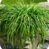 Carex oshimensis Evergreen (Zegge)