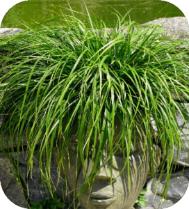 Carex oshimensis Evergreen (Zegge)