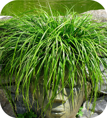 Carex oshimensis Evergreen (Zegge)