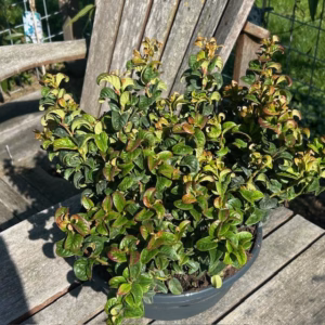 Leucothoe axillaris Curly Red (Druifheide)