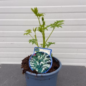 Dicentra s. Alba (Gebroken hartje), wit