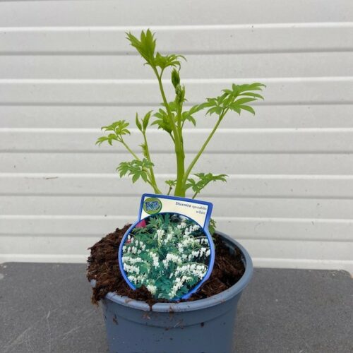 Dicentra s. Alba (Gebroken hartje), wit