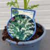 Dicentra s. Alba (Gebroken hartje), wit
